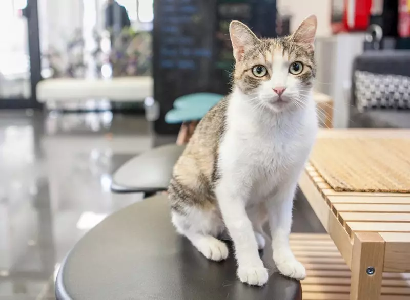 Polineko het nieuwe kattencafé in Madrid