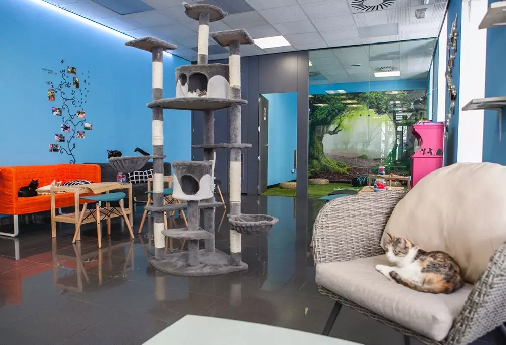 Polineko das neue Katzencafé in Madrid