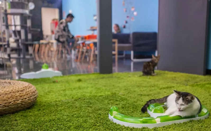 Polineko o novo café para gatos em Madrid