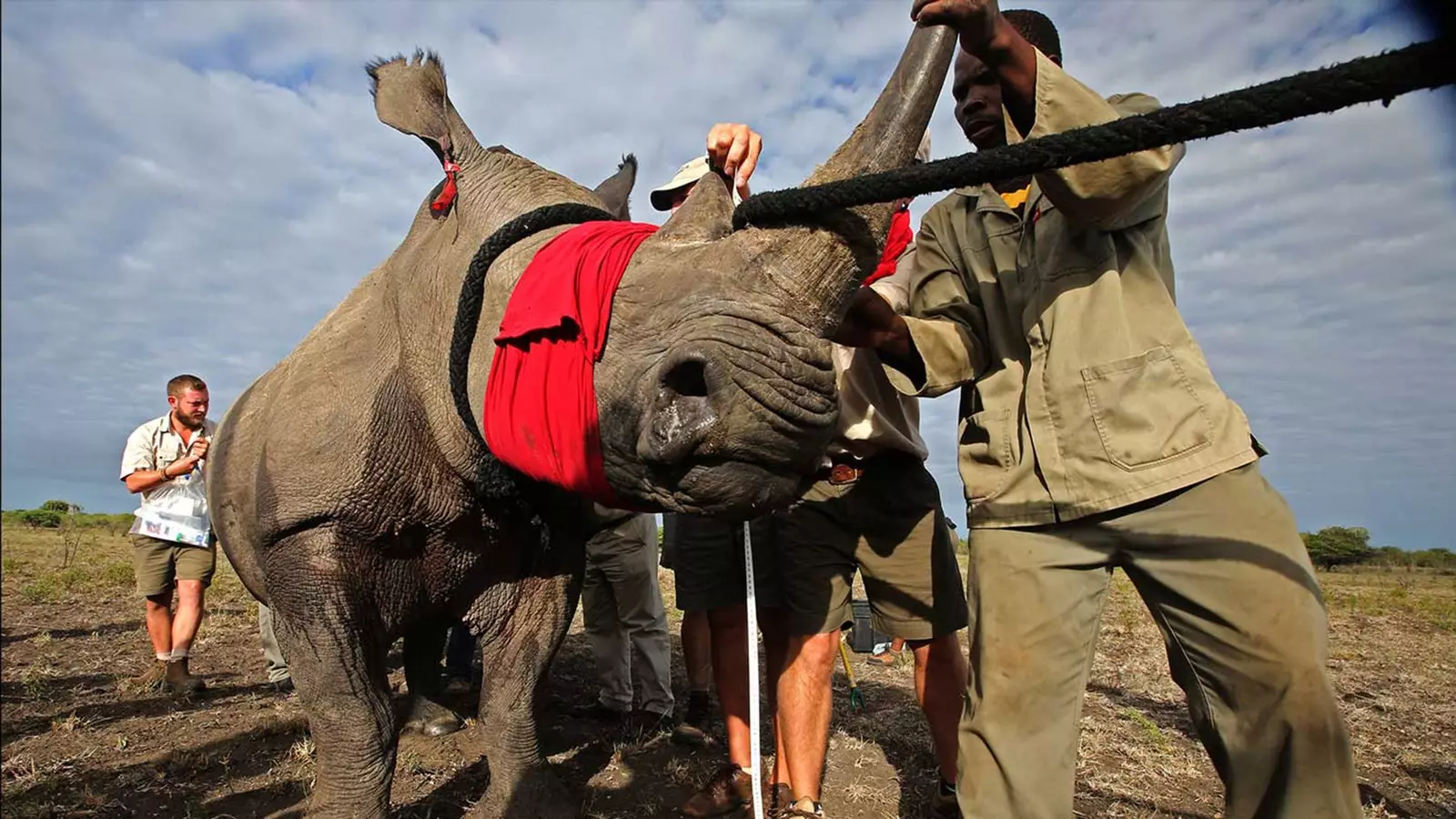 rhinocéros sans frontières