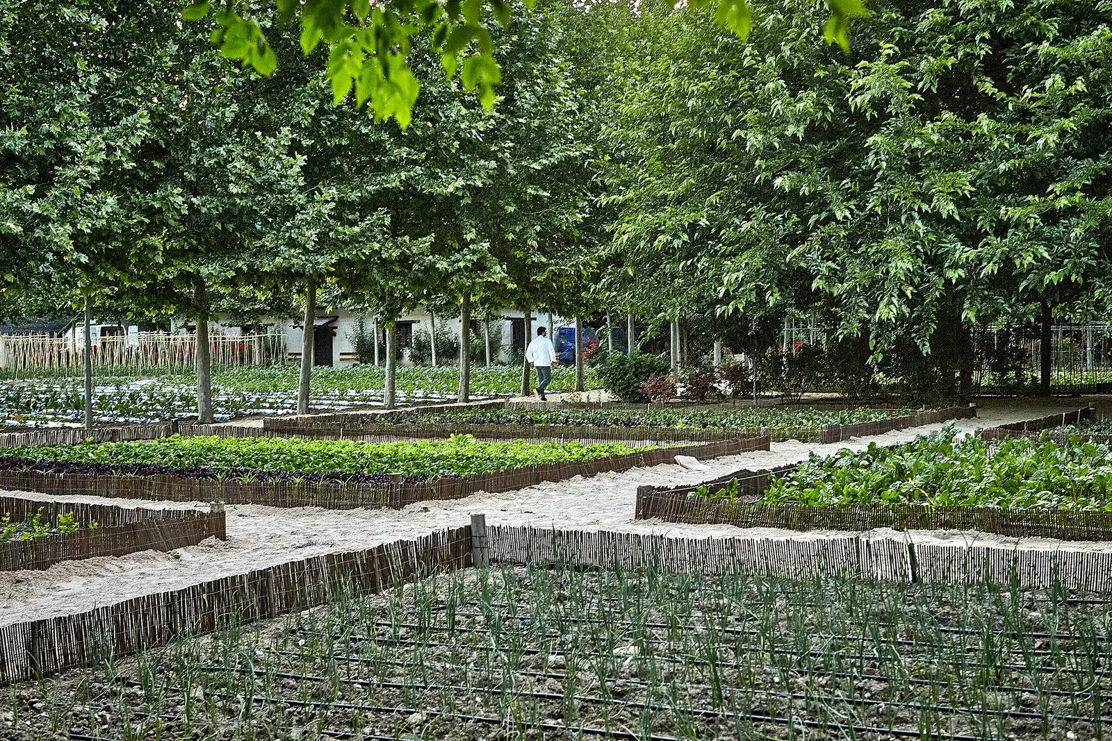 Huerta de Carabaña otwiera letnią restaurację w sali warzywnej