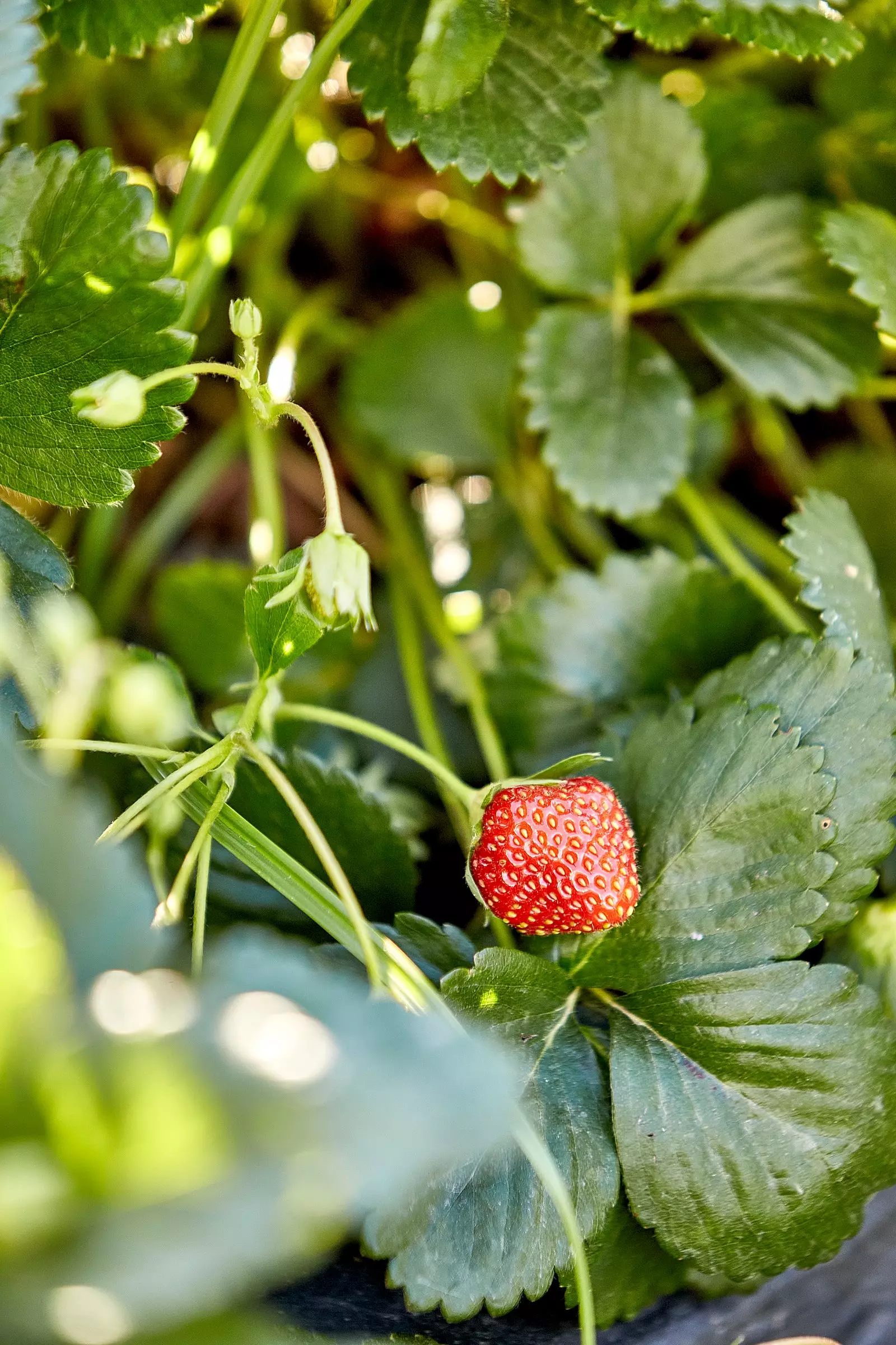 Huerta de Carabaña obre el seu restaurant d'estiu en un edn vegetal