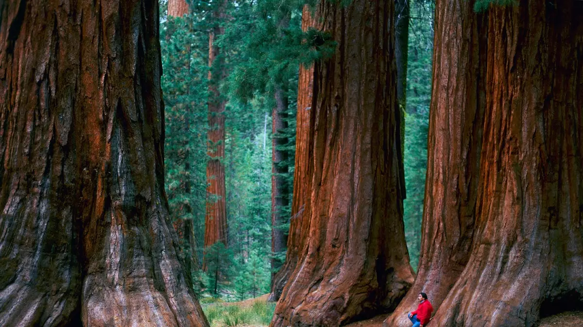 D'on vénen els ewoks? Perd-te als boscos de Califòrnia