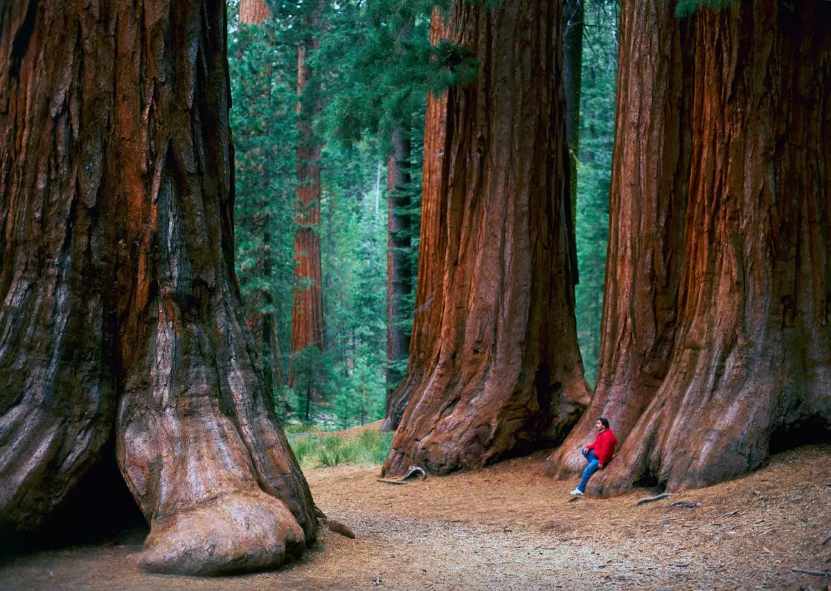 En rute gennem Redwood National Park og Humboldt Redwoods State Park