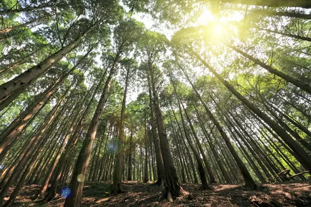 가장 털이 많고 가장 까다로운 Ewoks에 합당한 장소