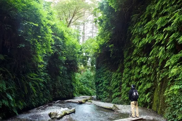 Fern Canyon