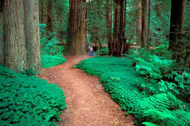 Avenue of the Giants