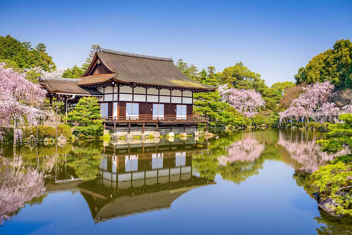 Sakura fil-ġnien ta 'Heian Shrine f'Tokjo