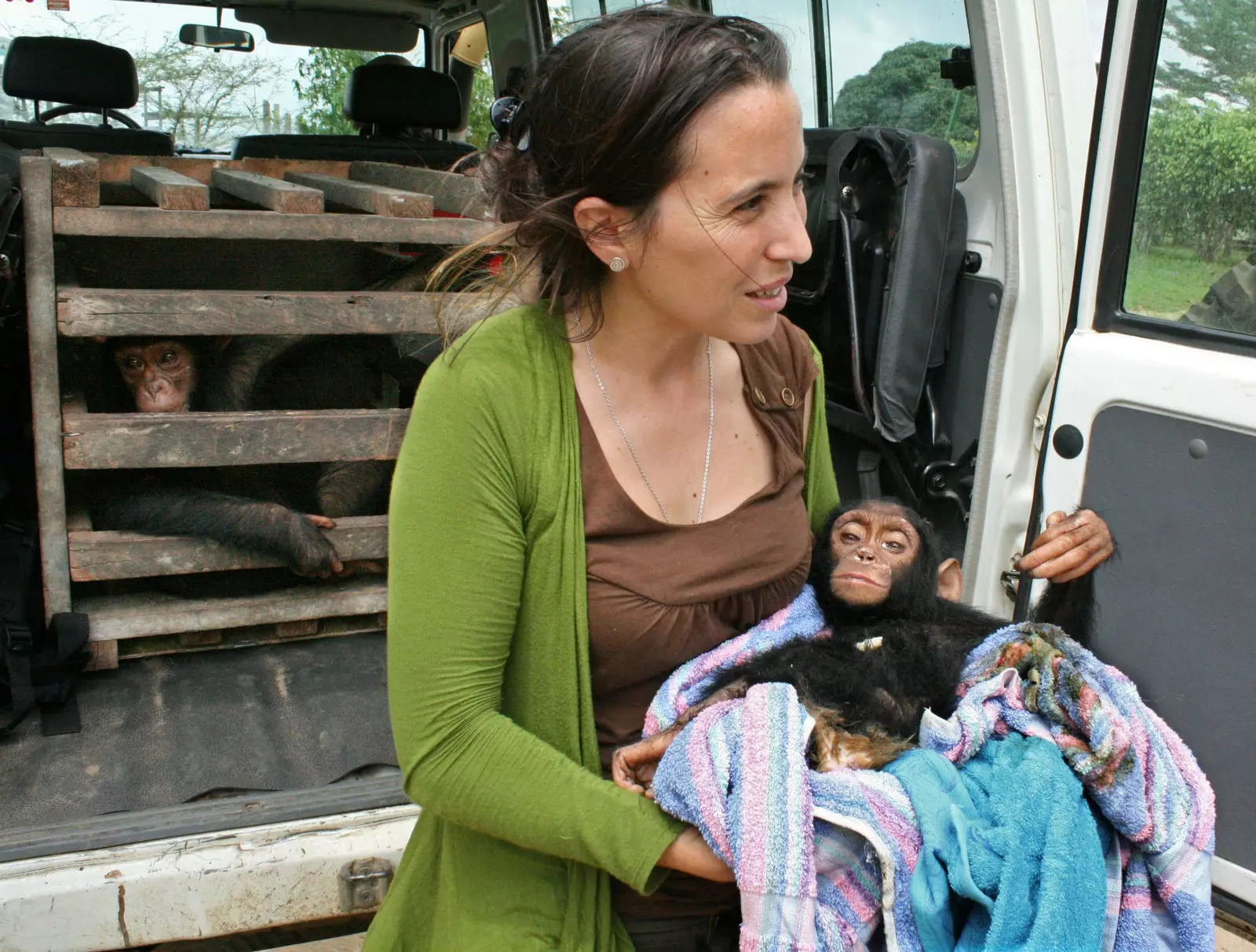 Les cries de ximpanz són venudes com a animals de companyia.