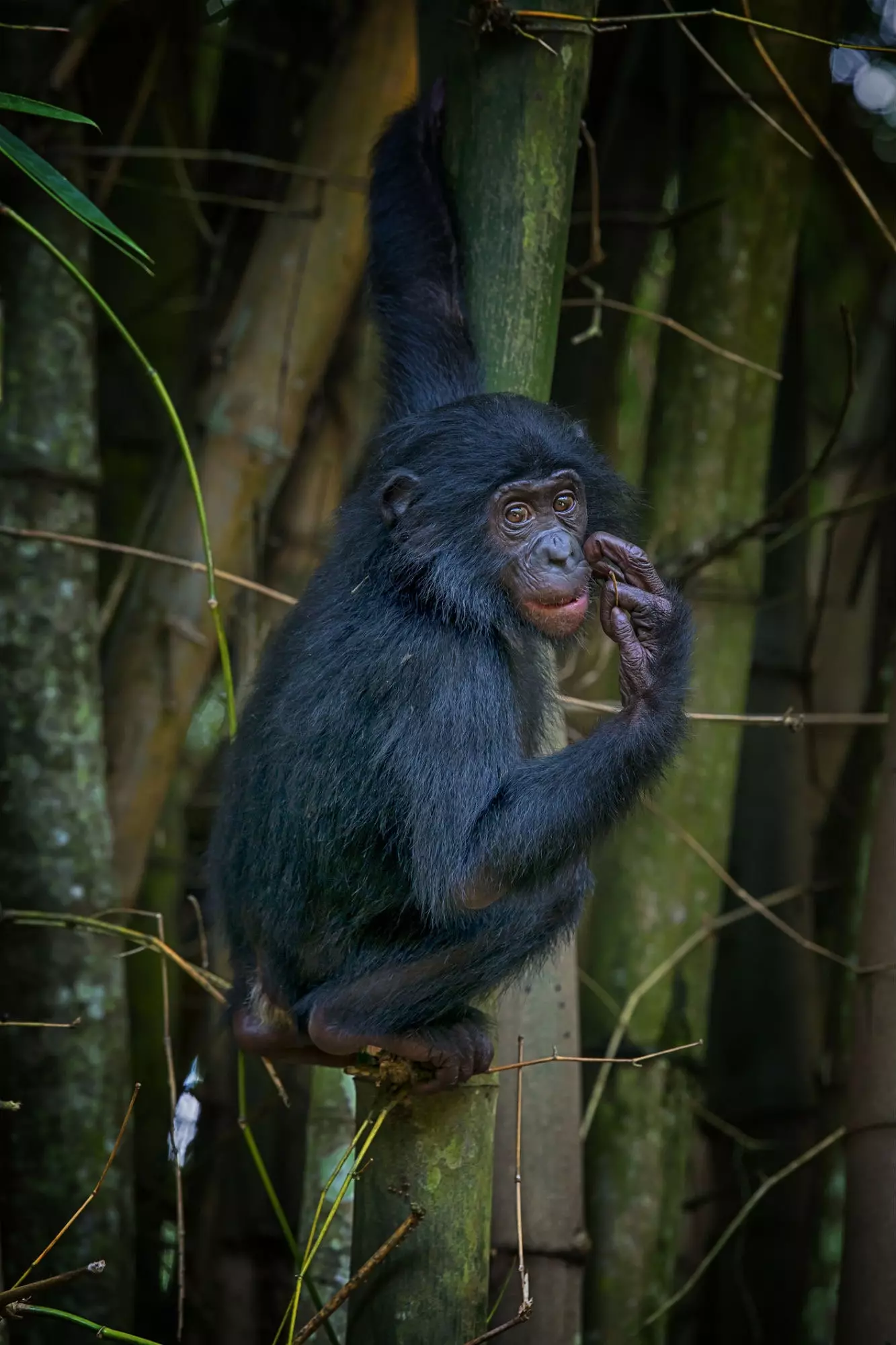 Os chimpanzés têm oito vezes mais força do que um homem.