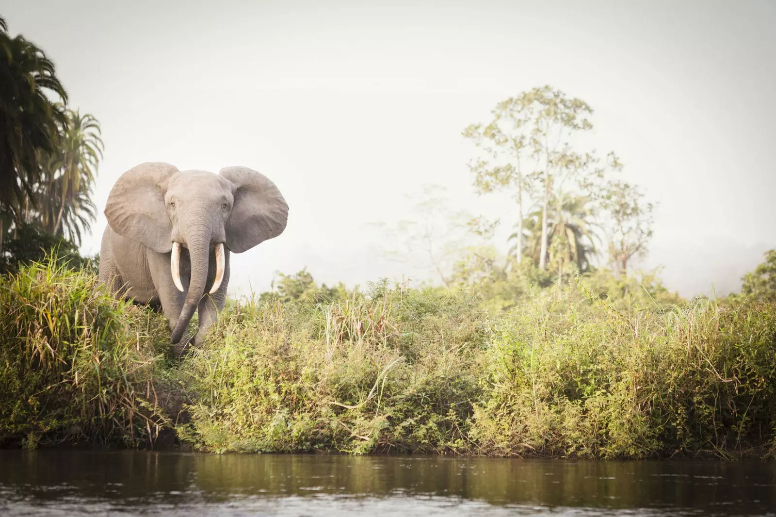 Se você se deparar com um elefante, a coisa mais inteligente a fazer é correr muito e ziguezaguear.