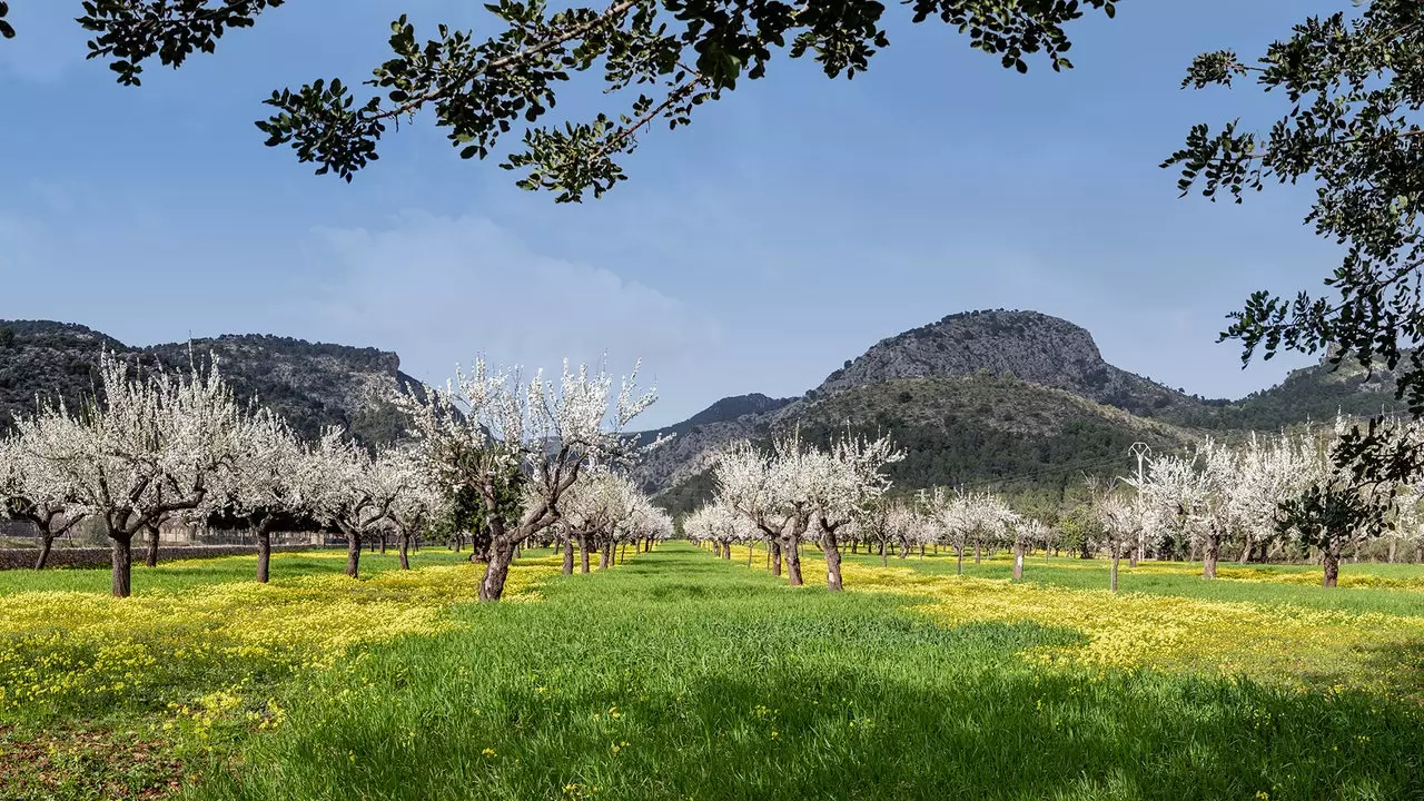 Mallorca kjólar í hvítum: möndlutré hennar eru þegar í blóma!