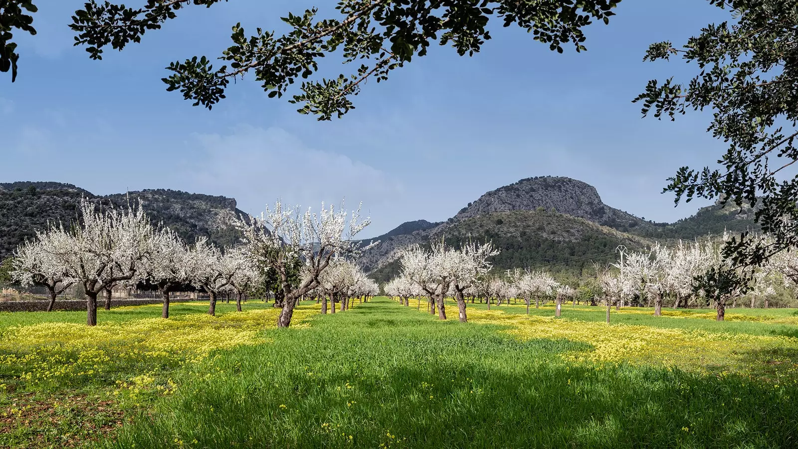 Möndlutré í blóma á Mallorca