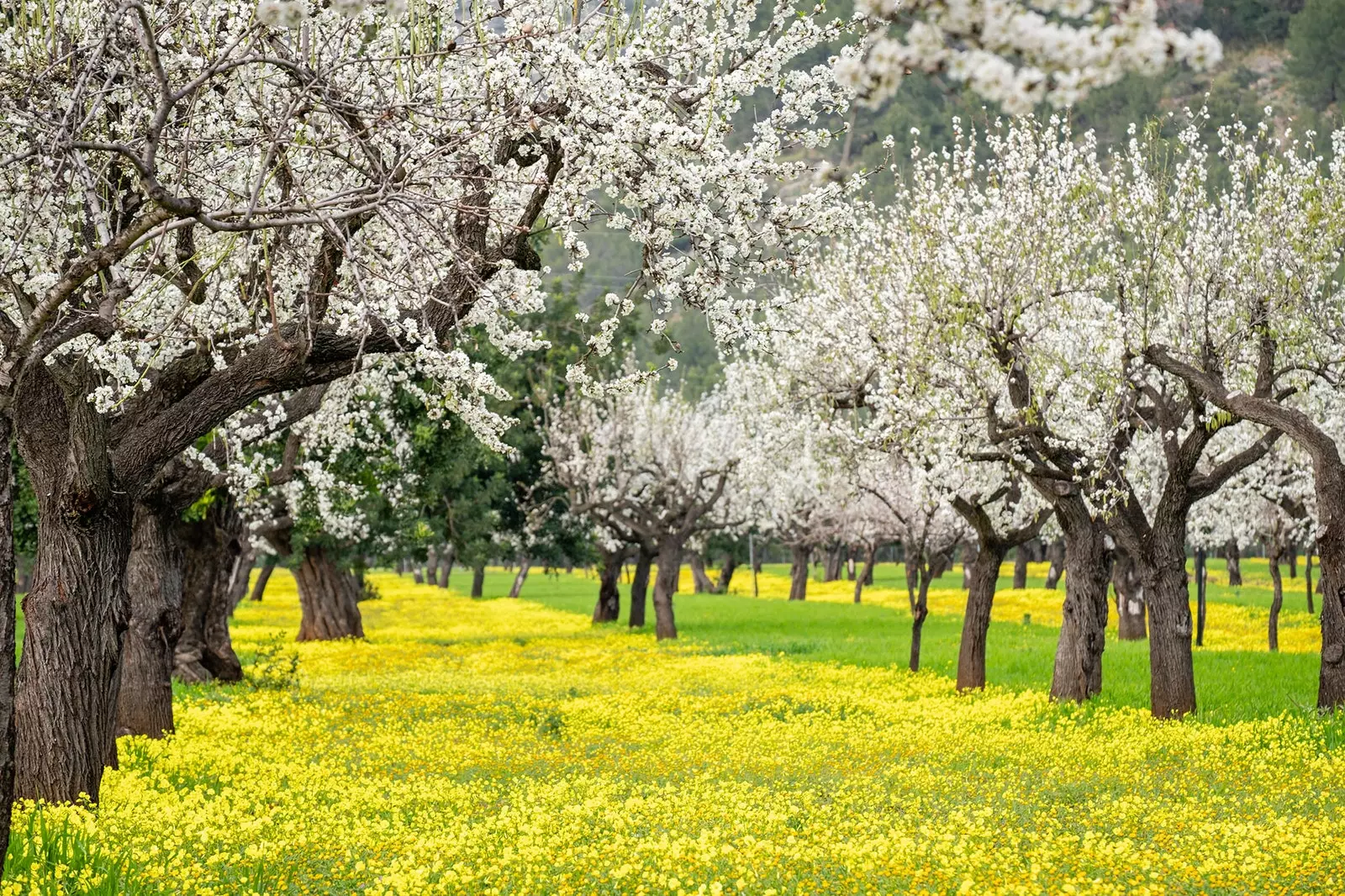 Mandeltrær i blomst på Mallorca