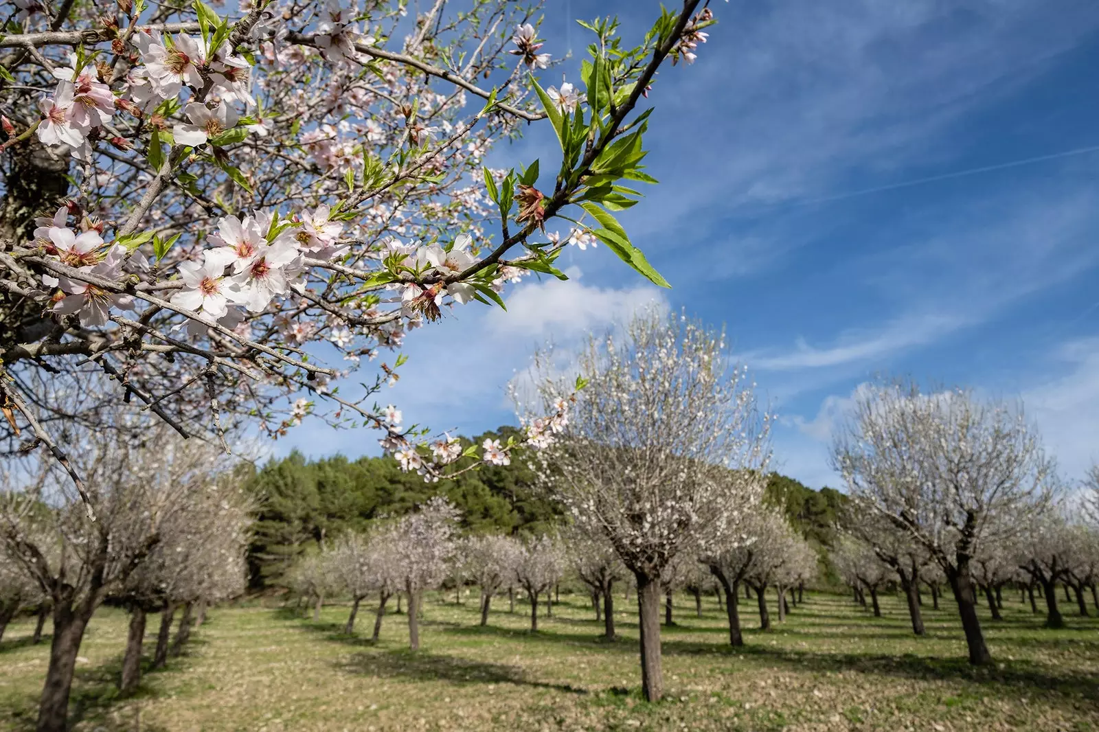 Almond trees in bloom in Mallorca