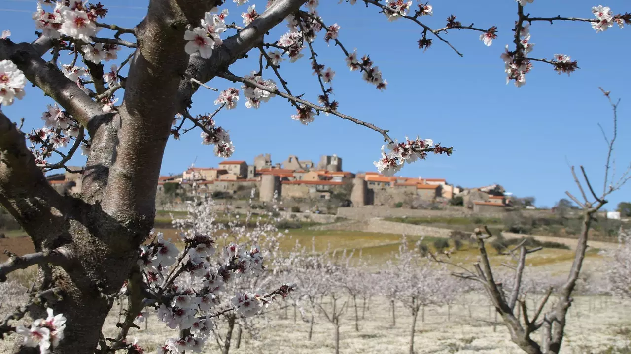 Amendoeiras em Flor: Figueira de Castelo Rodrigo inaugura primavera em Portugal