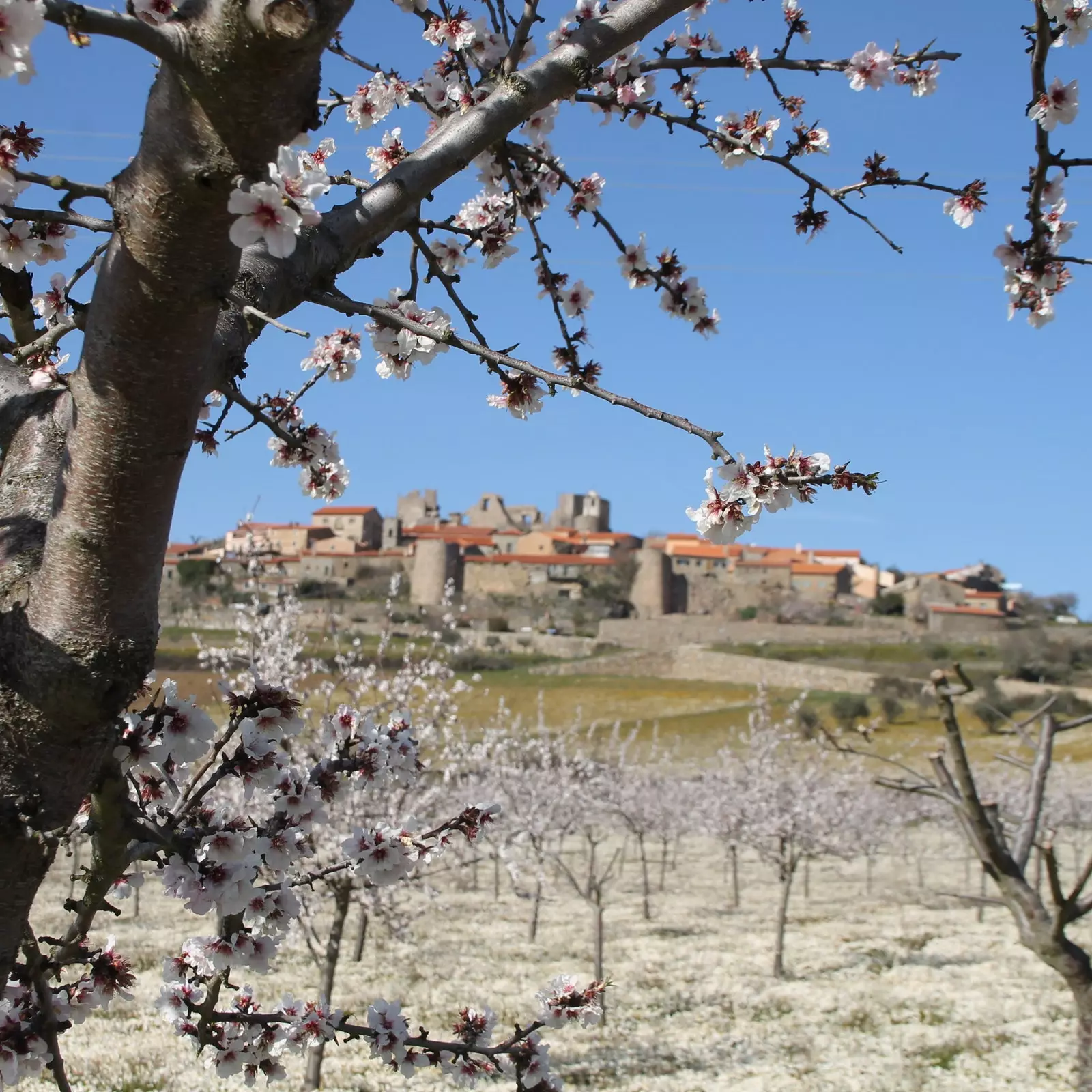 Mandelblomningsfestival Portugal