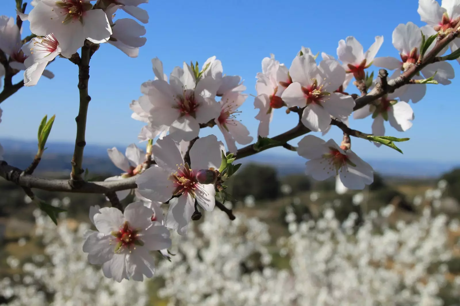 Festivalul florilor de migdal Portugalia