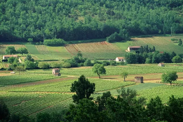 Ladang anggur di Cahors di wilayah Lot