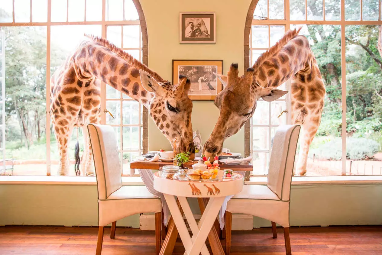 Giraffe Manor သစ်ကုလားအုတ်ဟိုတယ်