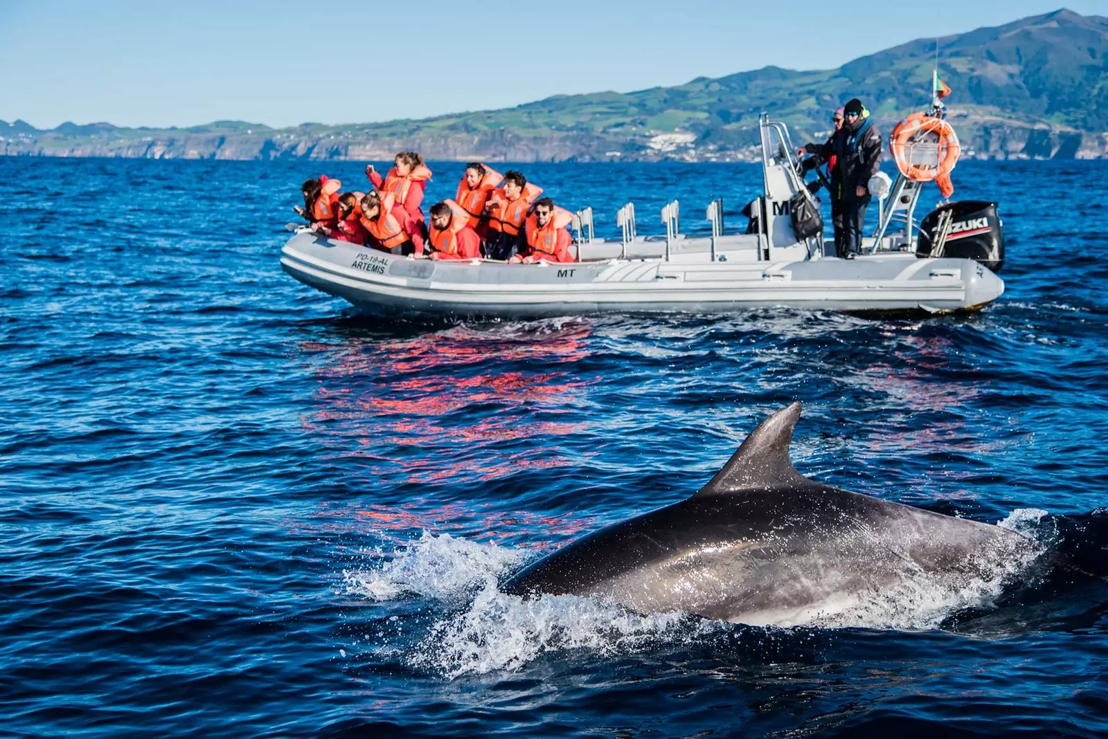 delfin i sikte