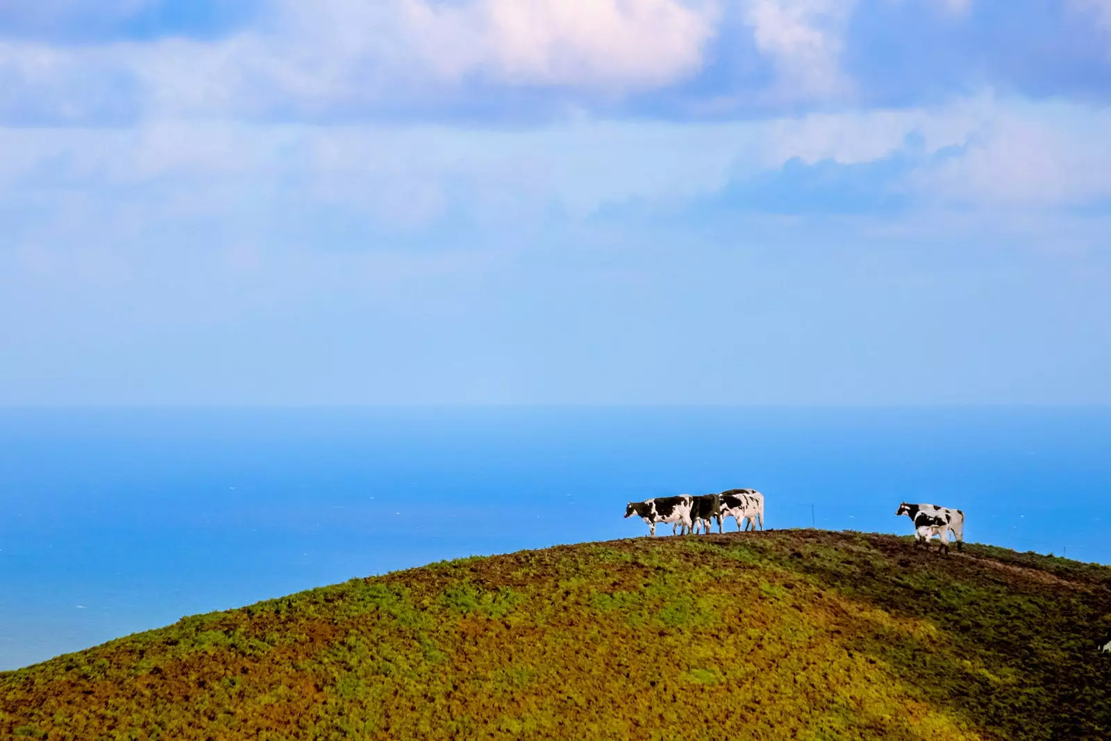 São Miguel het eiland van de koeien