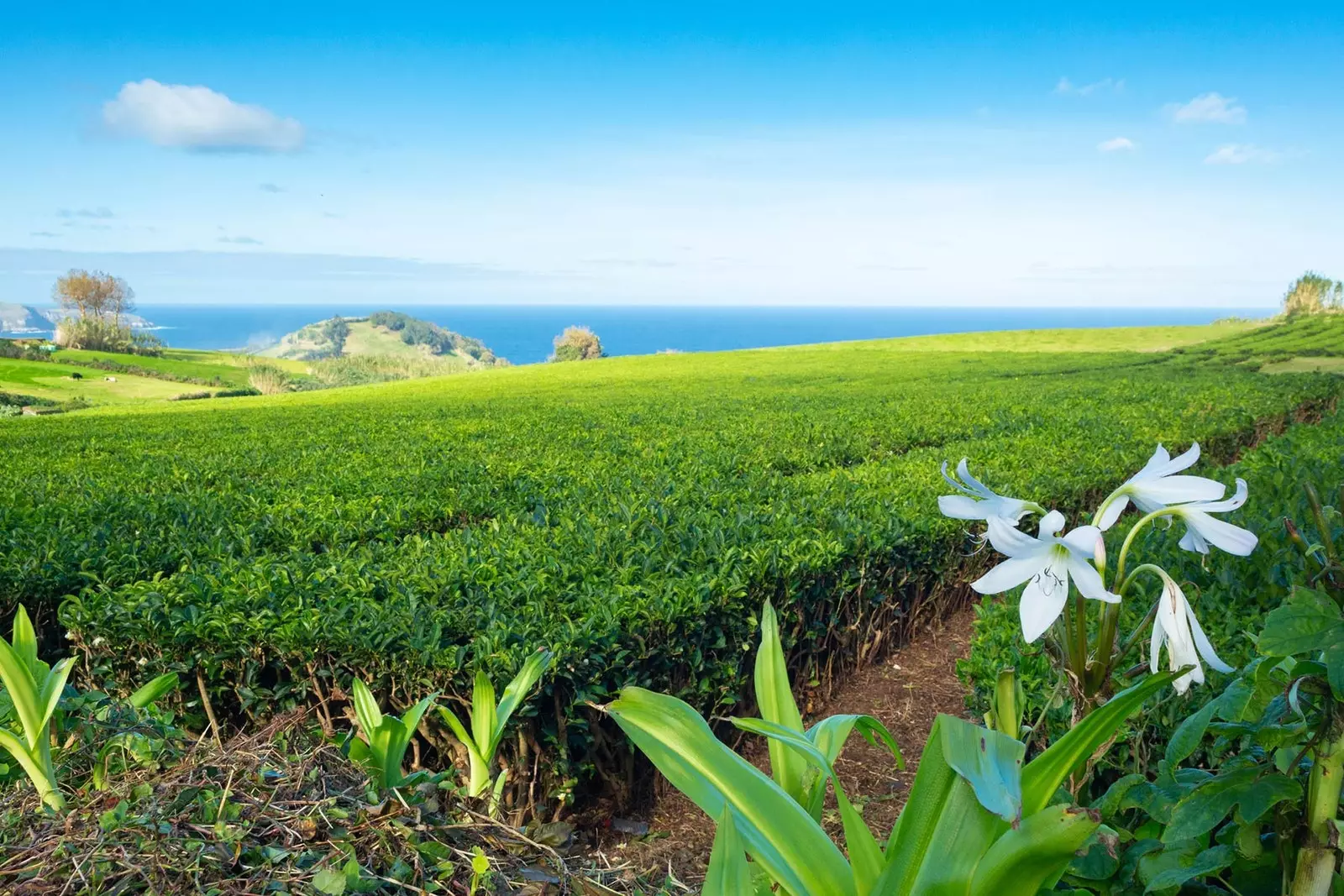 shamba la chai la Gorreana