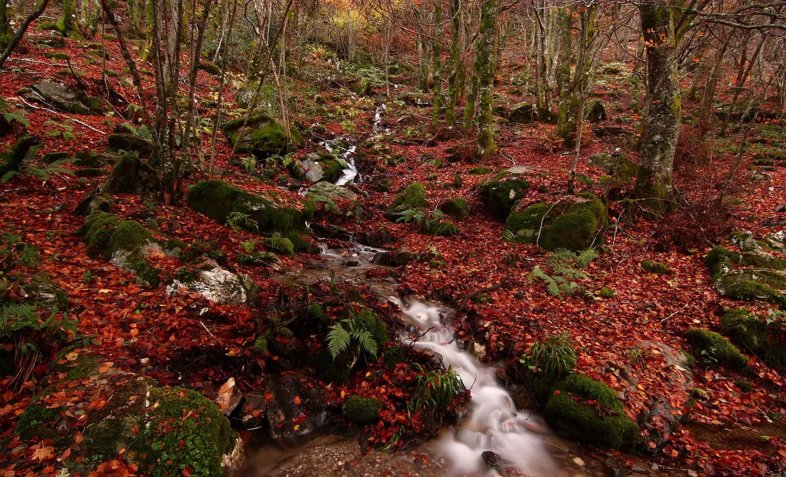 Beech Forest Busmayor El Bierzo Leon