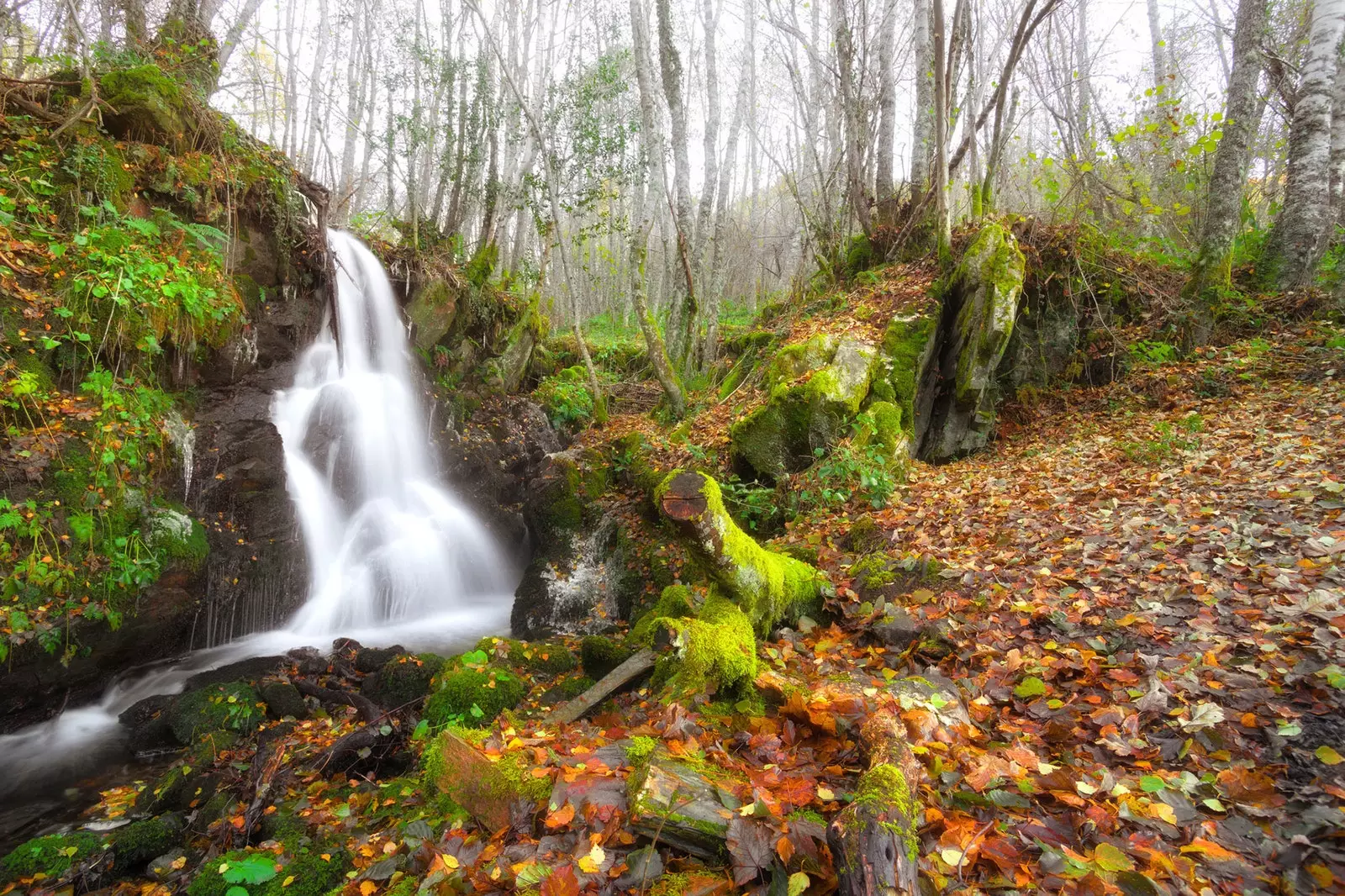 Bukový les Busmayor El Bierzo Leon