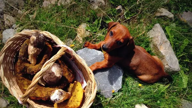 Champignonsaison an de Pyrenäen (a mat engem Hausdéier)