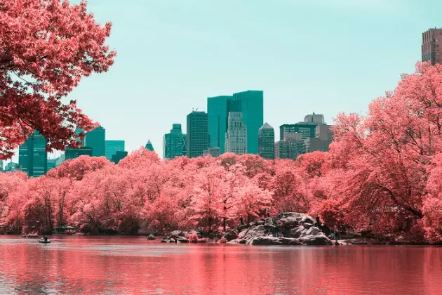 'Infrared NYC' fotografski projekt, ki Central Park spremeni v ogromen bombažni bombaž