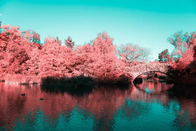 Fotografický projekt „Infrared NYC“, ktorý premení Central Park na obrovskú cukrovú vatu