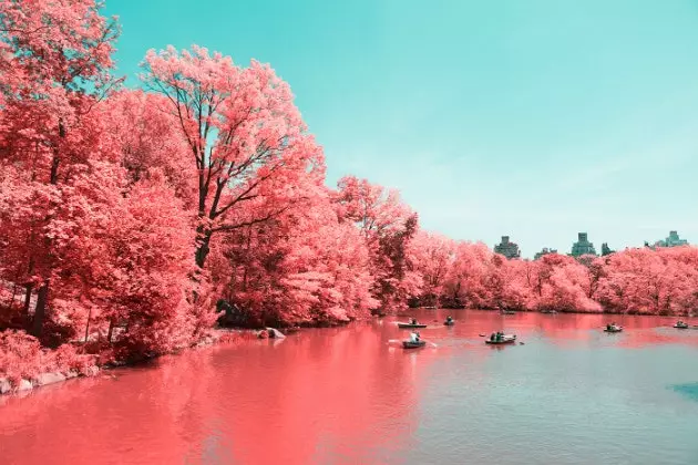 'Infrared NYC' o projeto fotográfico que transforma o Central Park em um enorme algodão doce