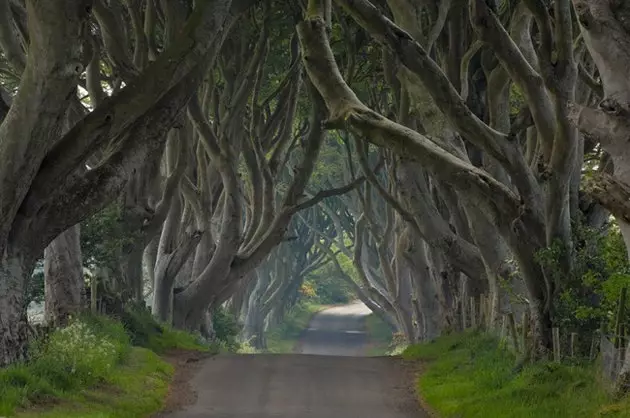 The Dark Hedges