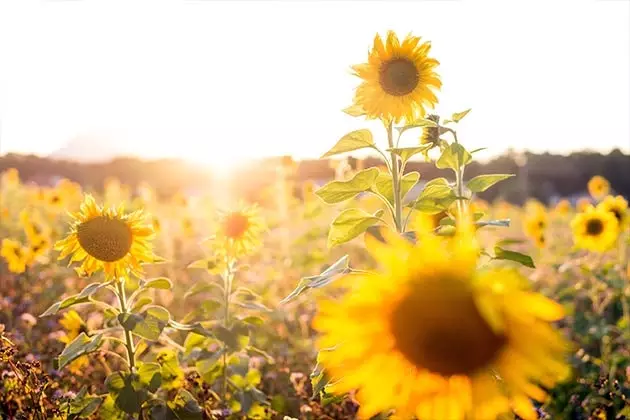 de zonnebloemen op