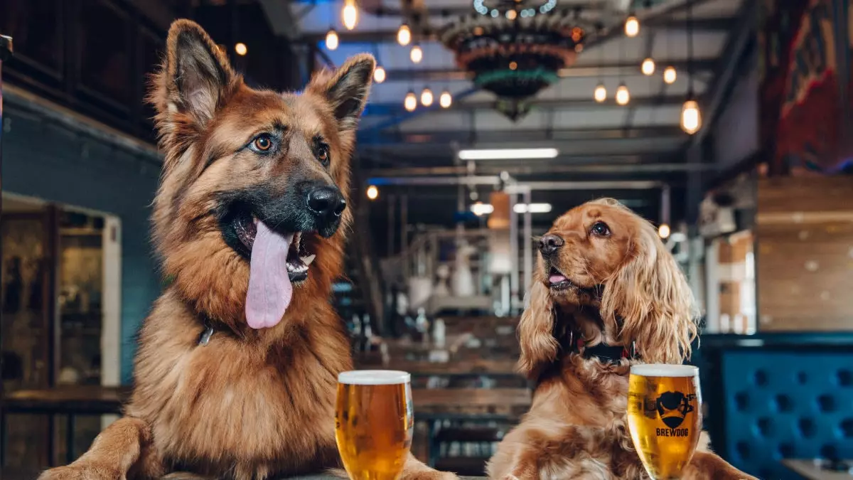 Neien Hond an der Famill? Wann Dir an dëser Brauerei geschafft hutt, kritt Dir eng extra Woch Congé fir dat ze këmmeren.