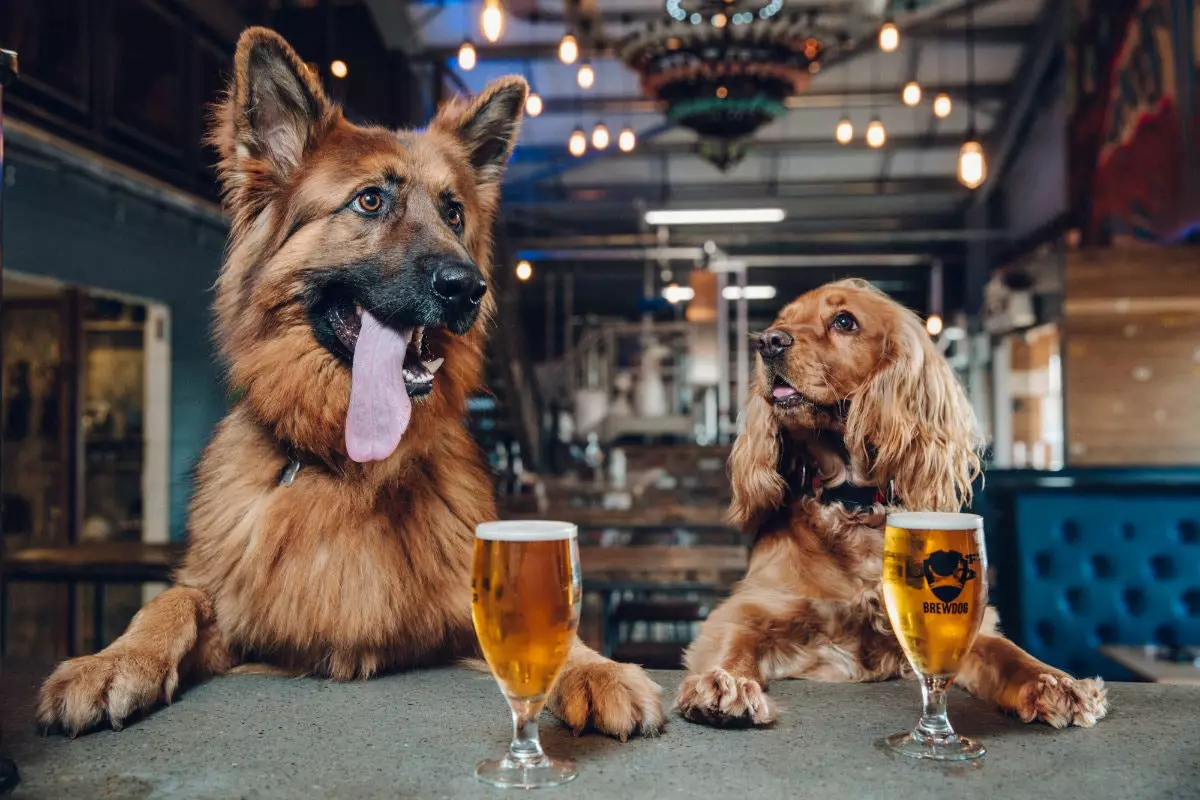 Nieuwe hond in de familie Als je bij deze brouwerij zou werken, zou je dan een extra week verlof hebben om voor hem te zorgen?