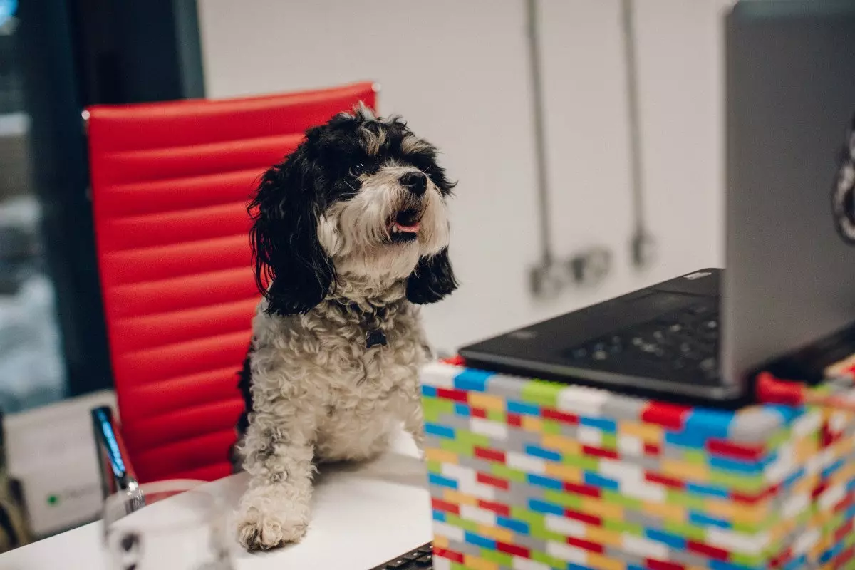 Nieuwe hond in de familie Als je bij deze brouwerij zou werken, zou je dan een extra week verlof hebben om voor hem te zorgen?