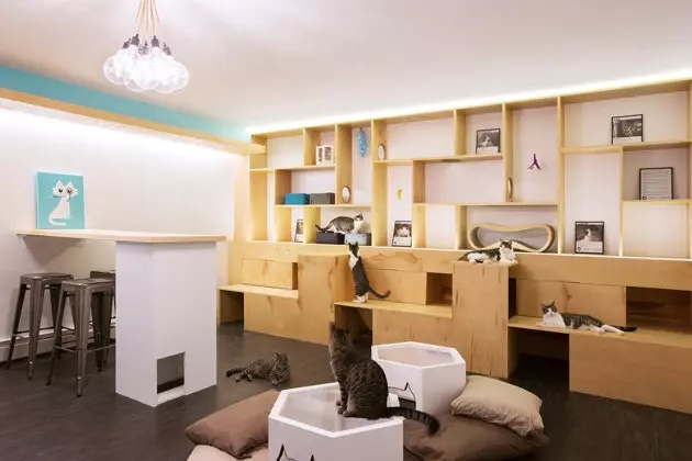 Meow Salon