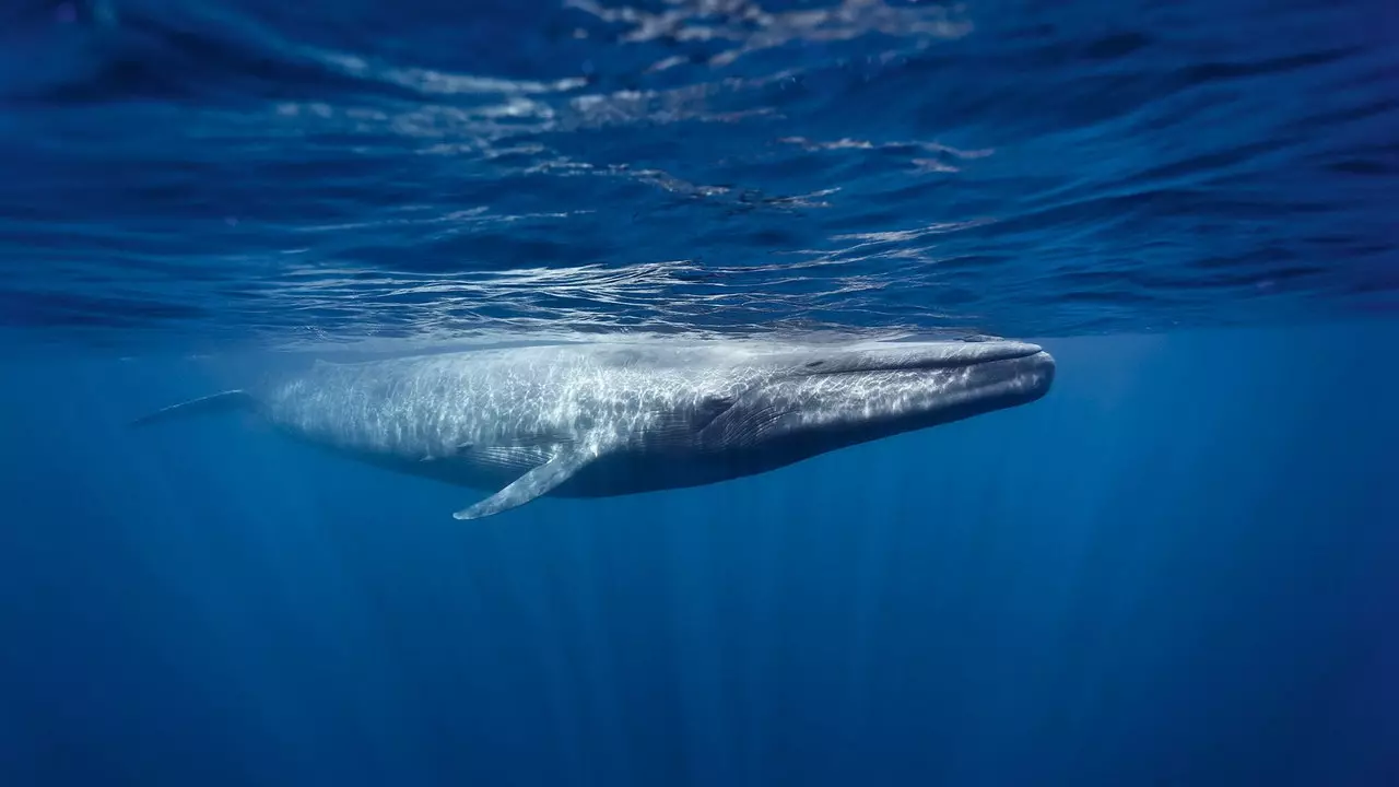 Aktywna podróż, aby uratować oceany przed plastikiem, a wyspy przed zmianą klimatu