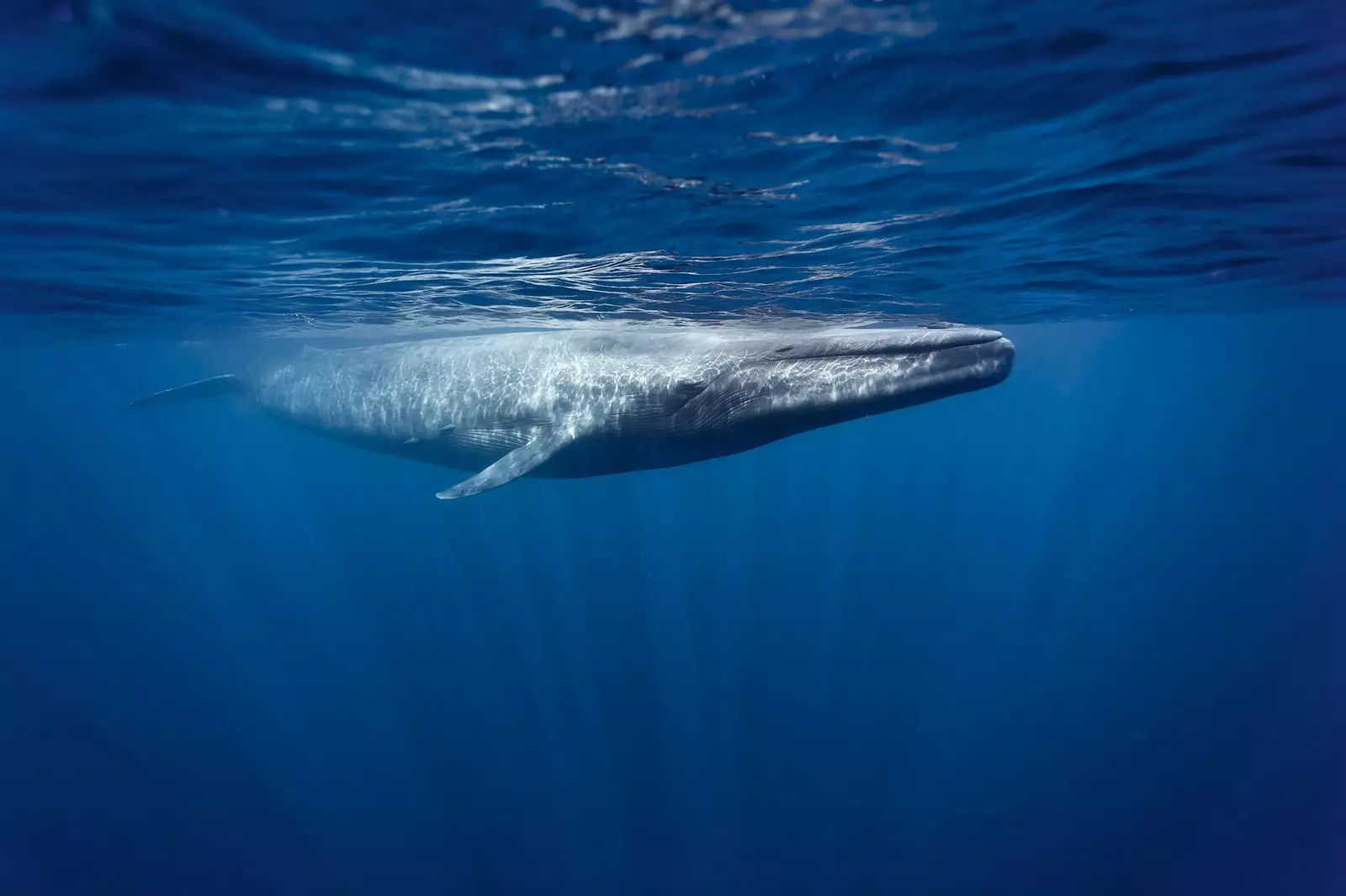 Originalna omejena izdaja Oris Blue Whale