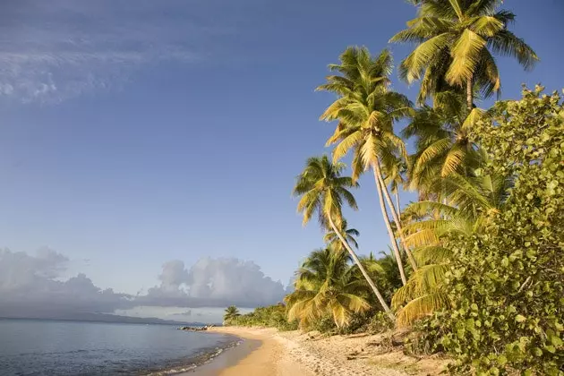 Grön strand