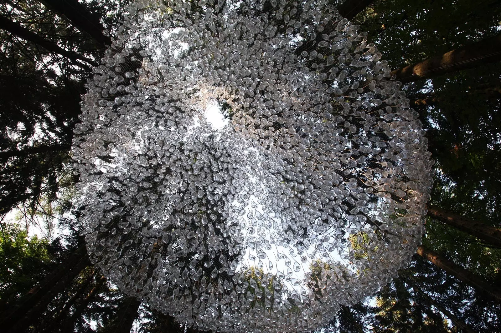 5.000 gocce d'acqua pendono da questa foresta italiana