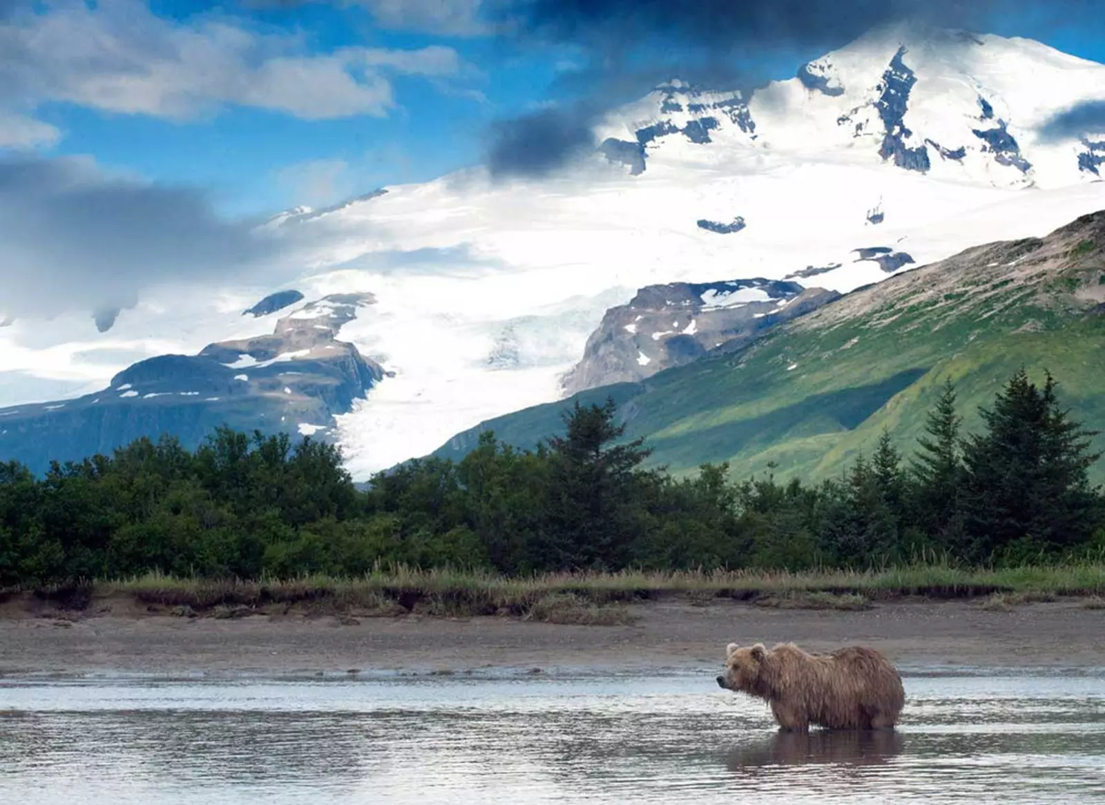 Tongass National Forest er viktig habitat for grizzlybjørner