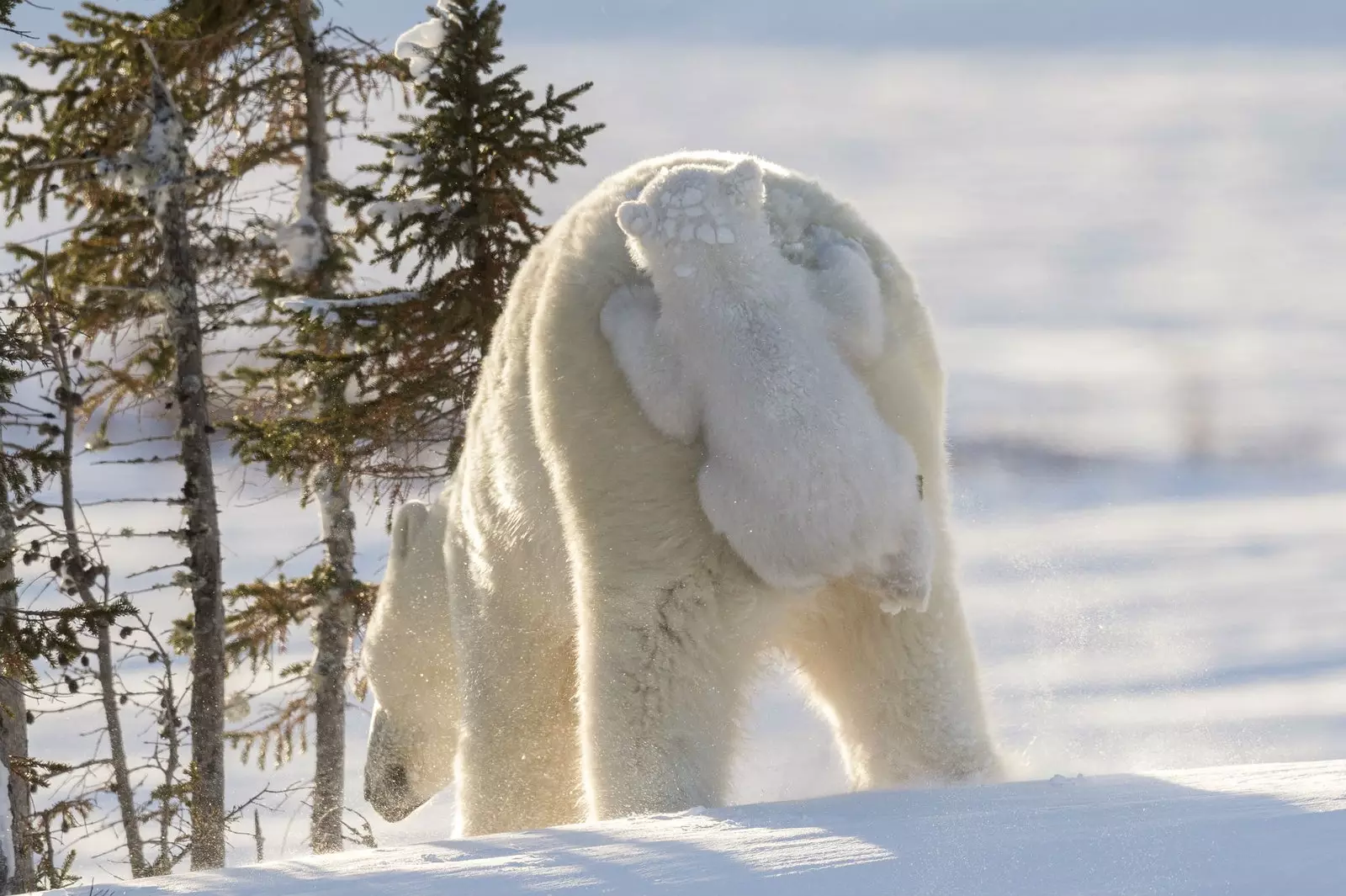 Queste sono le foto più divertenti della fauna selvatica.