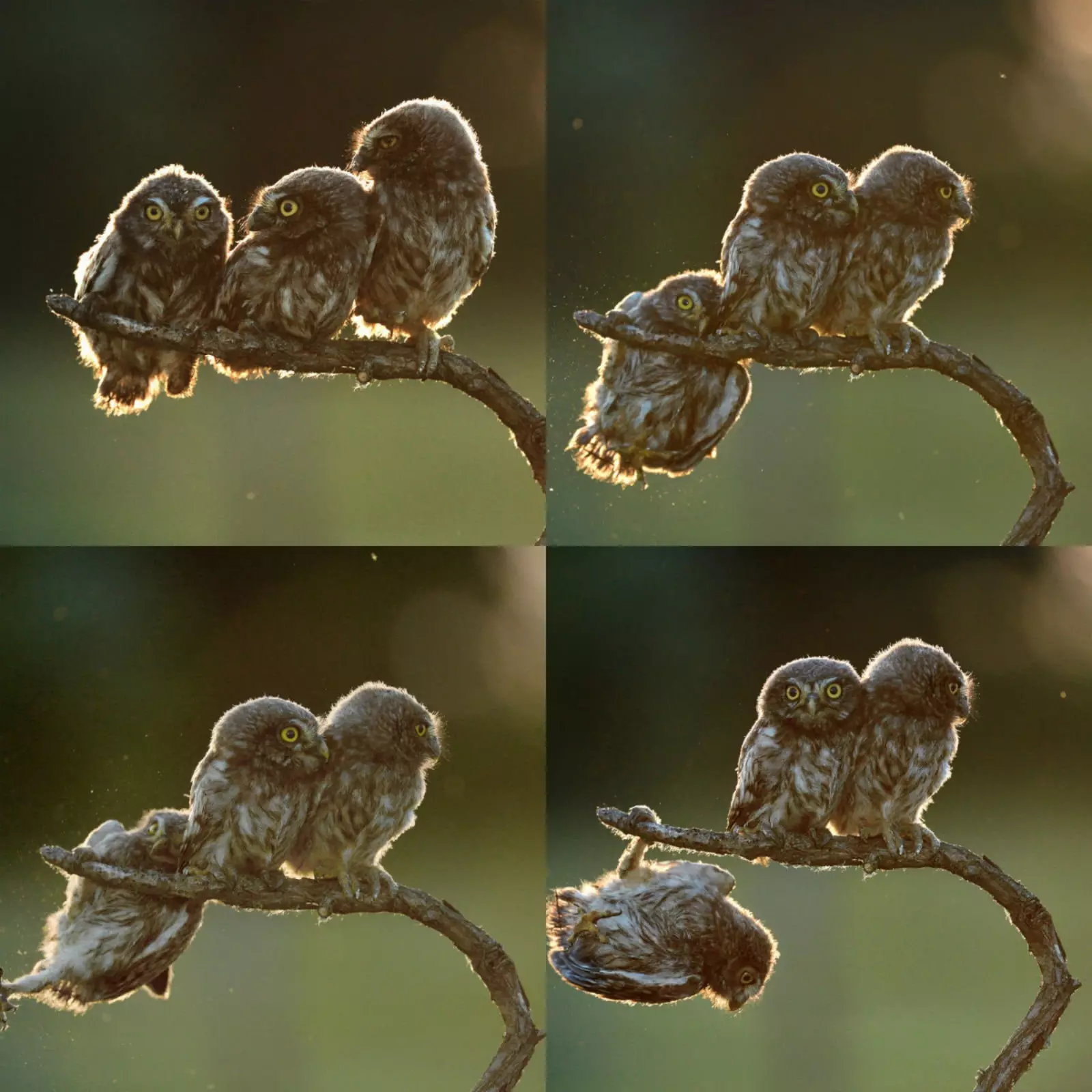 Fotografi keseluruhan terbaik.