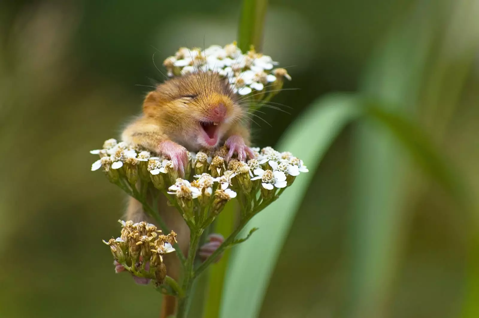 La souris la plus heureuse du monde