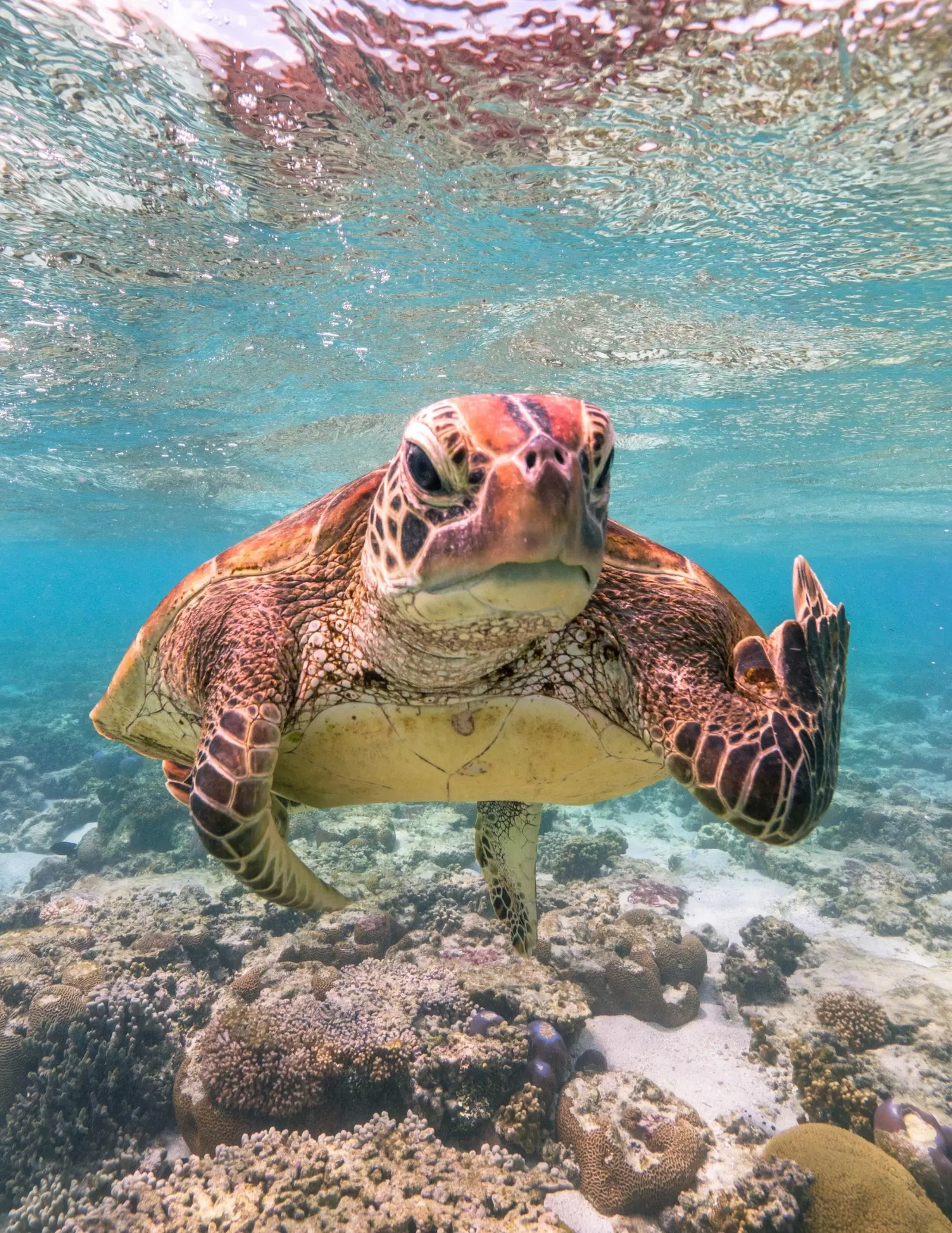 Comedy Wildlife Photography Awards 2020 -kilpailun voittajavalokuva piristää päivääsi 21611_2