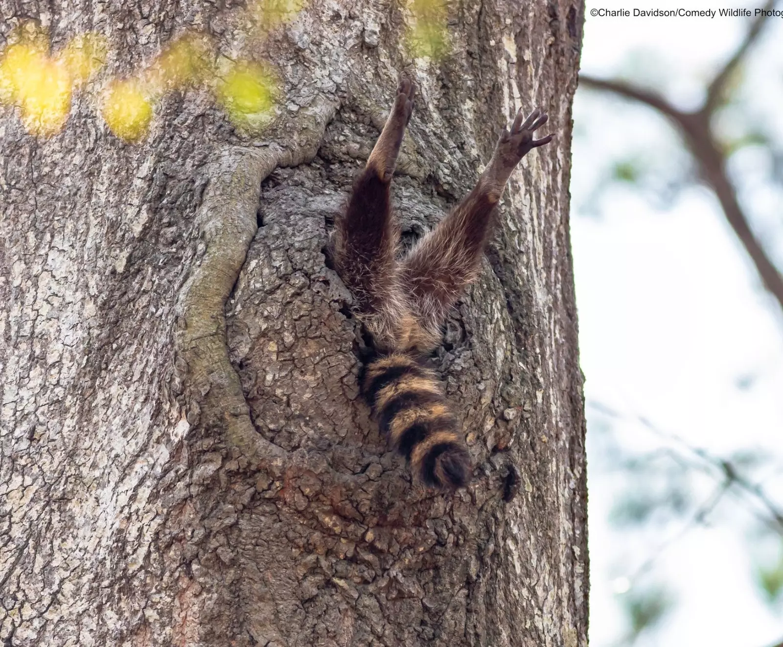 Comedy Wildlife Photography Awards 2020 жеңімпаз фотосуреті сіздің күніңізді жарқыратады 21611_4