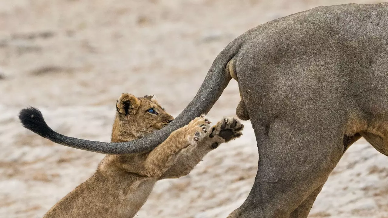 On sait déjà quelle est la photographie la plus drôle du règne animal de ce 2019